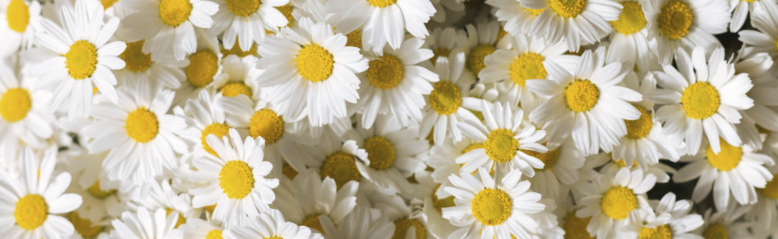 Festa di primavera_2.jpg