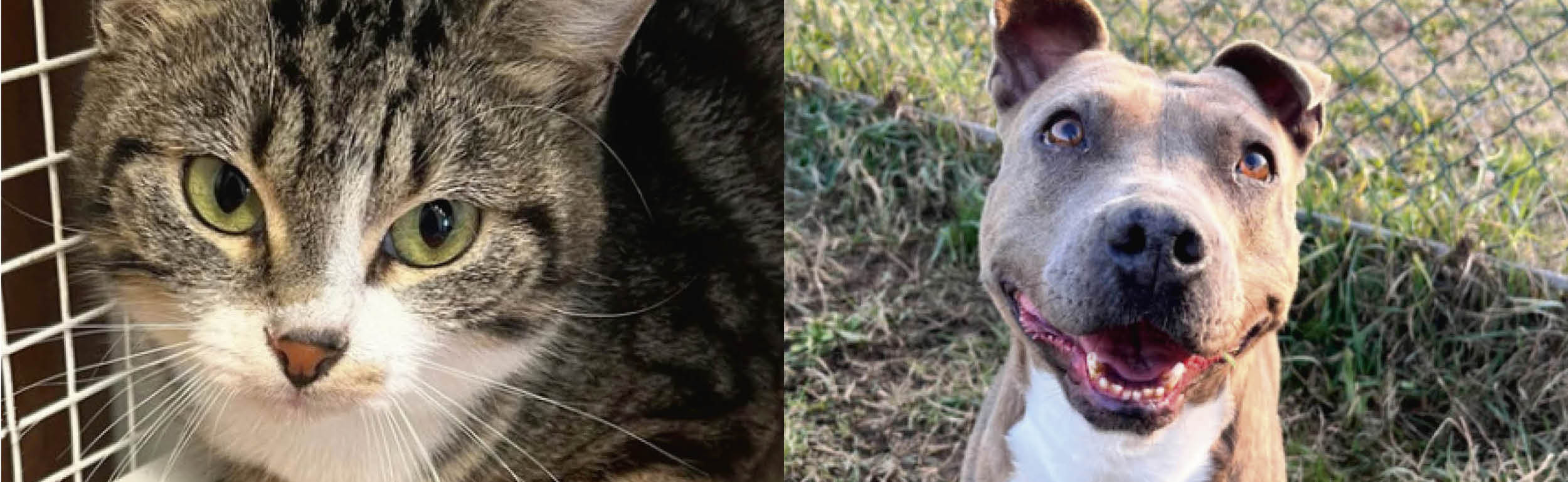 Free entry day-2.jpg