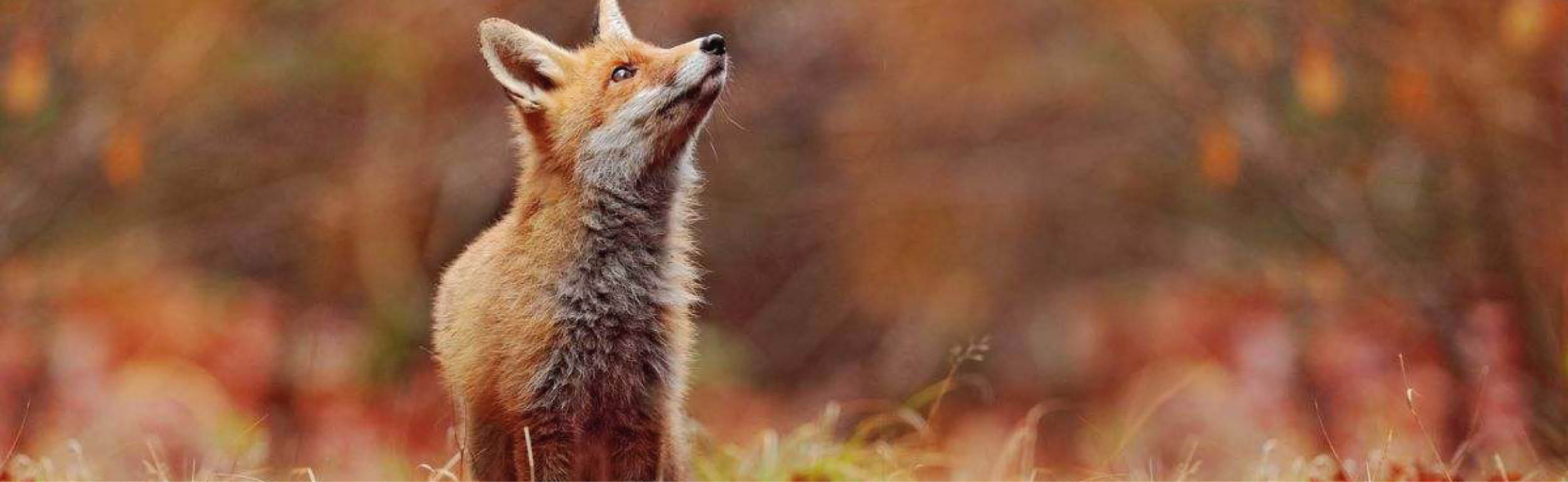 Animali nel bosco-2.jpg