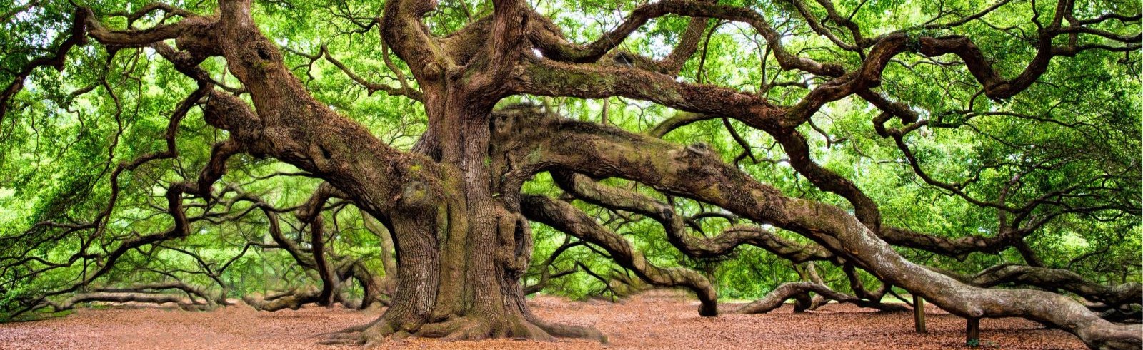 Festival longevità_2.jpg